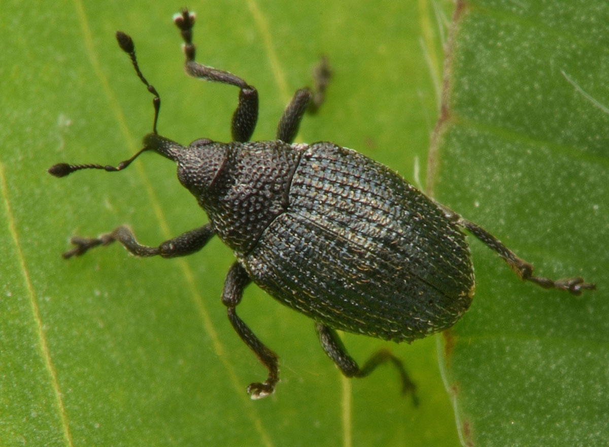 Piccolo Curculionidae: Ceutorhynchus contractus